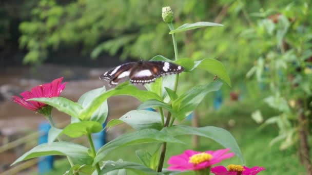 Pretty Black White Butterfly Sentado Plantas Verdes Desierto Indonesia Cerca — Vídeo de stock