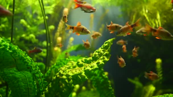 School Van Tropische Vissen Zwemmen Helder Aquariumwater Tussen Groene Waterplanten — Stockvideo