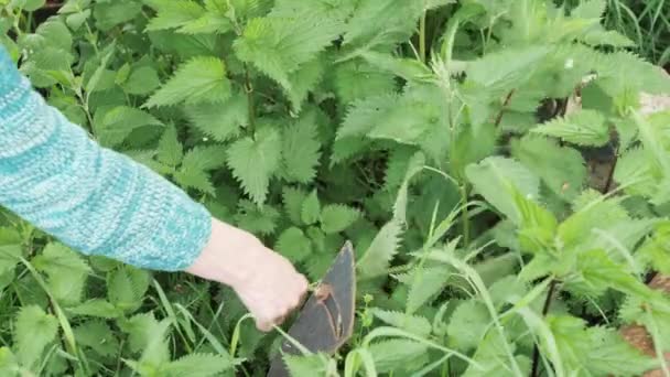 Woman Hand Plucks Green Fresh Nettle Countryside Summer Healthy Lifestyle — Stock video