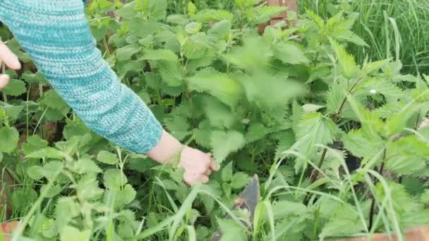 Kvinnans Hand Plockar Grön Färsk Nässla Landsbygden Sommaren Hälsosam Livsstil — Stockvideo