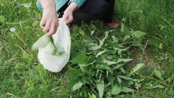 女人的手把一个精选的绿色荨麻放进了一个可生物降解的塑料袋里 健康的生活方式 — 图库视频影像