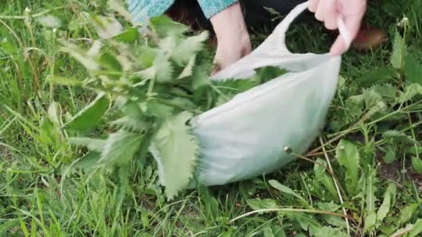 女人的手把一个精选的绿色荨麻放进了一个可生物降解的塑料袋里 里面塞满了荨麻 健康的生活方式 — 图库视频影像