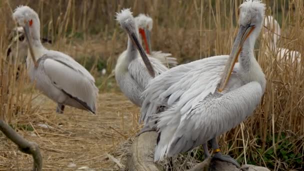 Gruppe Von Grauen Pelikanen Putzt Körper Mit Schnabel Zwischen Gras — Stockvideo