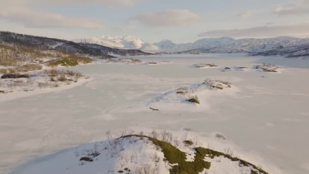 Örn Som Flyger Ovanför Frusen Sjö Nordnorge Skogsfjordvatnet Ringvassya Drönarskott — Stockvideo