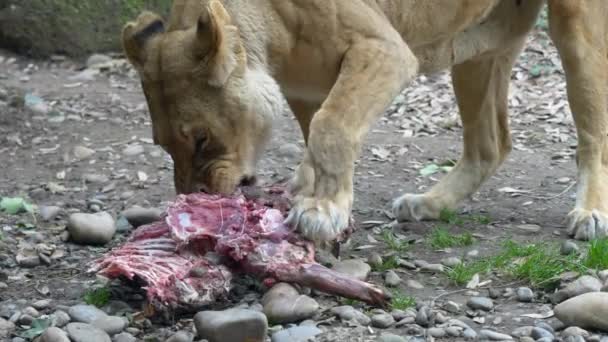 Super Slow Motion Hungry Female Lion Eating Fresh Raw Meat — Vídeos de Stock