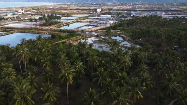 Aerial Palm Tree Coconut Jungle Agricultural Rice Field Farming Vietnam — Video