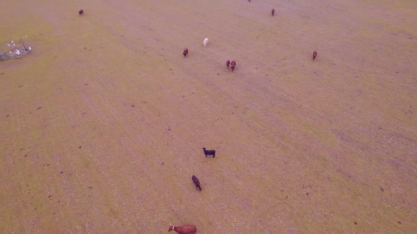 Herd Bulls Cows Recorded Drone Making Orbit — Stock video