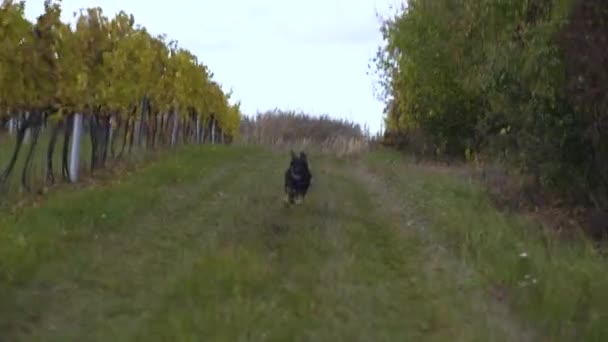 Pastor Alemán Perro Corriendo Rápido Camino Hierba Viñedo Dolly Shot — Vídeos de Stock