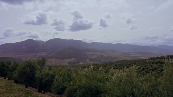 Olive Trees Mountains Timelapse — Stock video