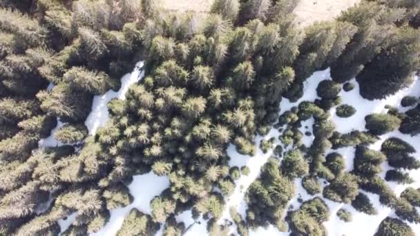 Drone Flies Green Swiss Fir Forest Some Snow — Wideo stockowe