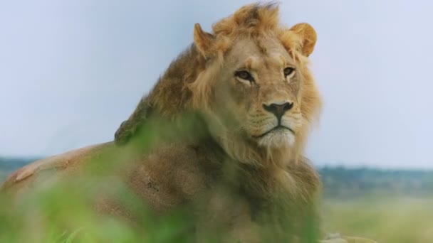 博茨瓦纳卡拉哈里中部野生动物保护区的雄狮的主要画像 选择性焦点射击 — 图库视频影像