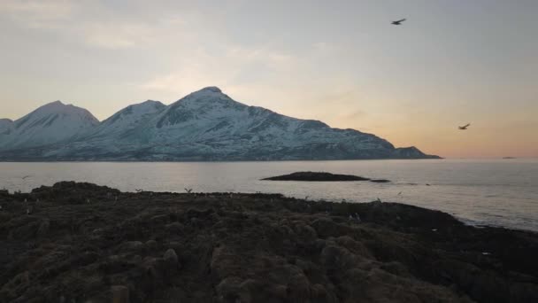 Flock Birds Resting Flying Shore Kvalya Troms Northern Norway Drone — Vídeos de Stock