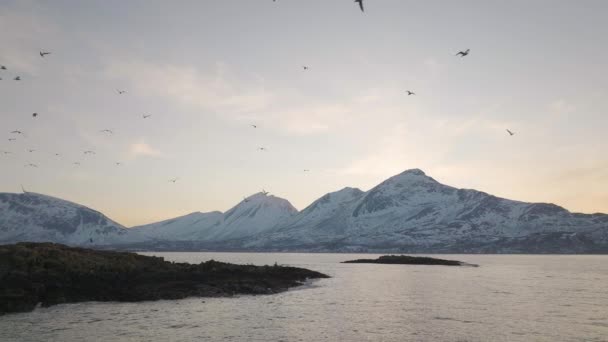金光闪闪的时候 一只以飞越挪威海岸的鸟儿为焦点的令人惊叹的慢盘 远处是雪山的史诗般的山峰 还有柔和温暖的落日光芒 — 图库视频影像
