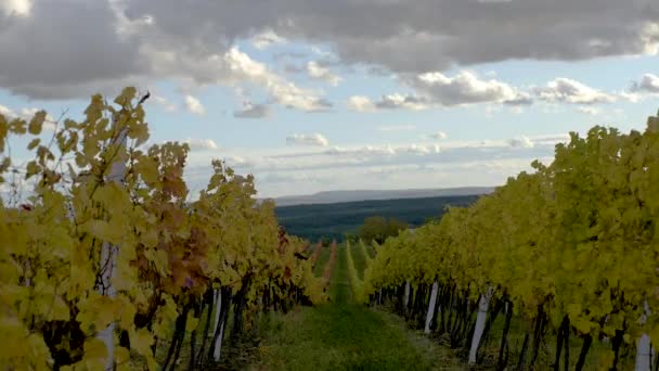 Rangées Vignes Soufflées Par Vent Automne Par Une Journée Nuageuse — Video