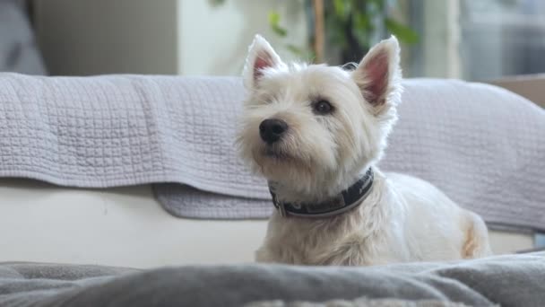 West Highland White Terrier Lying Still Sofa Cushion Apartment — ストック動画