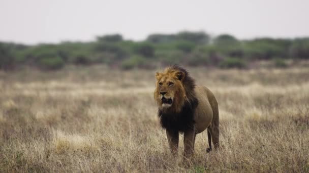 Dospělý Hříva Lev Stojící Suché Savannah Centrální Kalahari Game Reserve — Stock video
