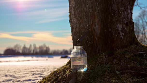 Tapping Maple Tree Maple Syrup Jar Time Lapse Winter — Video Stock