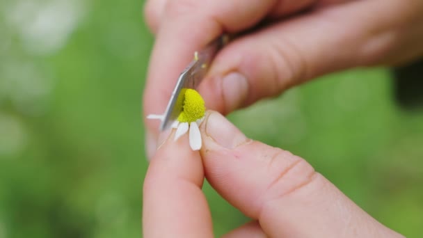 Closeup Hands Cutting Half Camomile Flower Small Pocket Knife Day — Video