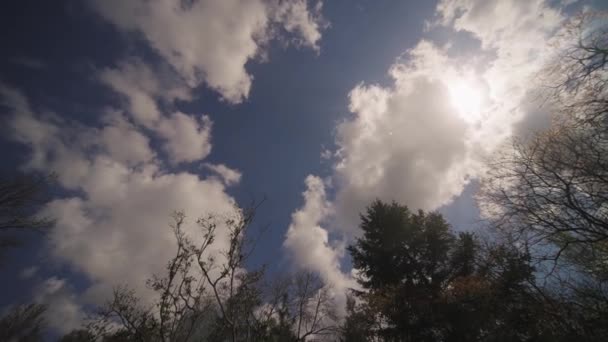 Top View Cloudy Summery Sky Tilt Reveal Pine Tree Closeup — Stock Video