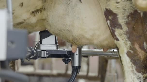 Milking Robot Sucks Teat Cow Udder Produce Milk — Stockvideo