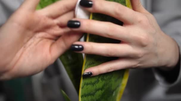 Closeup View Woman Hands Holds Sansevieria Leaves Polishes Nigella Oil — Stock Video