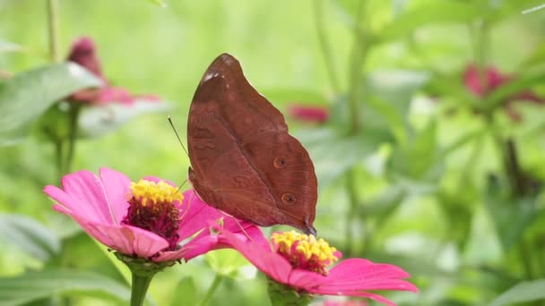 Macro Close Brown Junonia Iphita Butterfly Collecting Pollen Pink Flower — Vídeo de stock