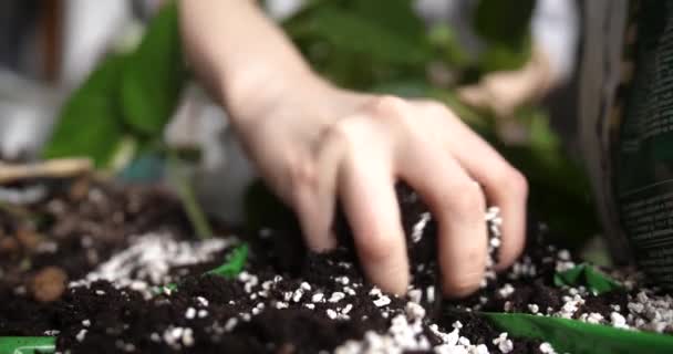 Woman Black Fingernail Polish Transplanting Golden Pothos Plant Pot Using — Stockvideo