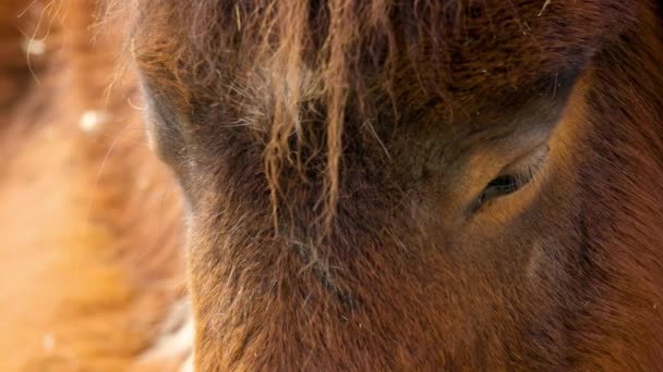 Extreme Close Shetland Pony Seul Grand Park Zoo Gwacheon Coreia — Vídeo de Stock