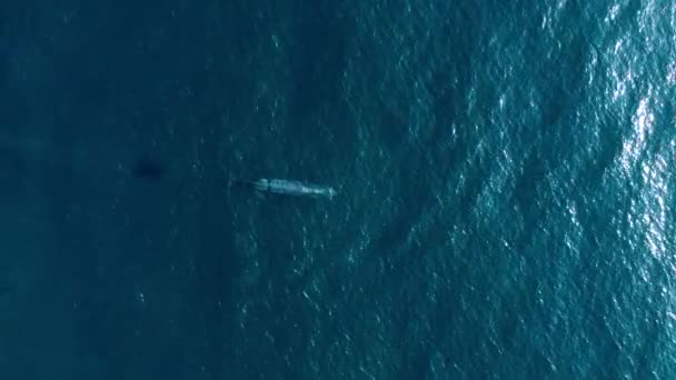 Incrível Bela Baleia Espirrando Água Alta Movimento Lento Oceano Azul — Vídeo de Stock