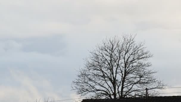 Caducidad Las Nubes Que Pasan Por Árbol Desnudo Alemania Principios — Vídeos de Stock