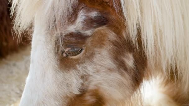 Young Shetland Pony Resting Children Zoo Seoul Grand Park Gwacheon — Video