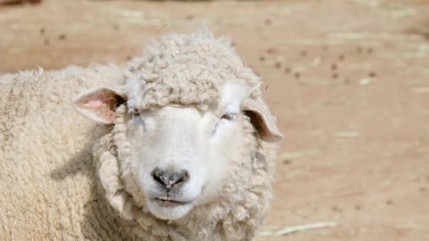 Young Sheep Furry Animal Farmyard Sunny Day Close — Vídeos de Stock