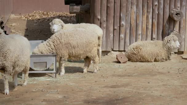 Niedliche Nutztiere Füttern Und Ruhen Einer Farm Seoul Mittlerer Schuss — Stockvideo