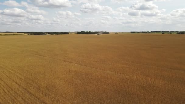 金色的麦田 有一个大的联合收割机 收获背景中的作物 低空飞行 — 图库视频影像