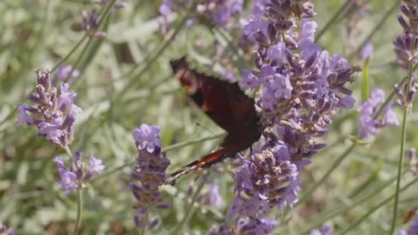 Peacock Butterfly Sitting Lavander Flexing Wings Horizontal Slow Motion — Stok video