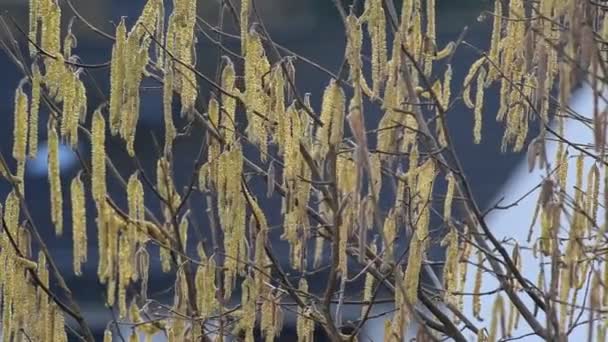 Nahaufnahme Eines Haselnussbaums Während Des Sonnenuntergangs Winter Statische Teleaufnahme — Stockvideo