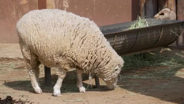 Tüylü Koyun Güneşli Bir Günde Çim Besleyicisinin Yanındaki Bir Çiftlikte — Stok video