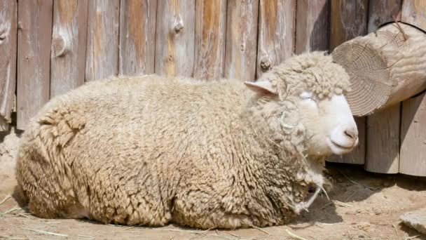 White Woolly Sheep Resting Sunny Day Farm Close — Stock Video