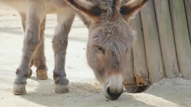 Close Domestic Ass Donkey Seoul Grand Park Zoo Gwacheon South — 图库视频影像
