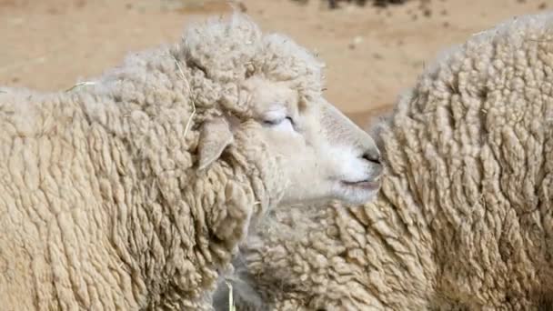 毛茸茸的白羊在农场里嚼草 特写镜头 — 图库视频影像