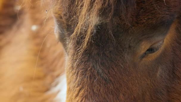 Tired Eyes Shetland Pony Horse Seoul Grand Park Zoo Gwacheon — 비디오