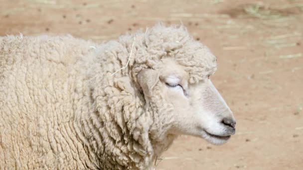 Adorable Woolly Sheep Staring Straight Camera Close Shot — Video Stock