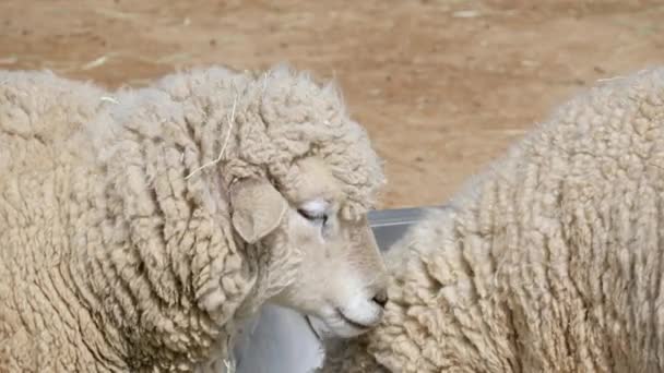 Овцы Пьют Ведра Водой Ферме Закрыть — стоковое видео