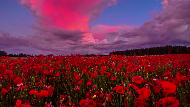 Hermosa Flor Amapola Roja Cama Flores Nubes Púrpuras Cielo Después — Vídeos de Stock