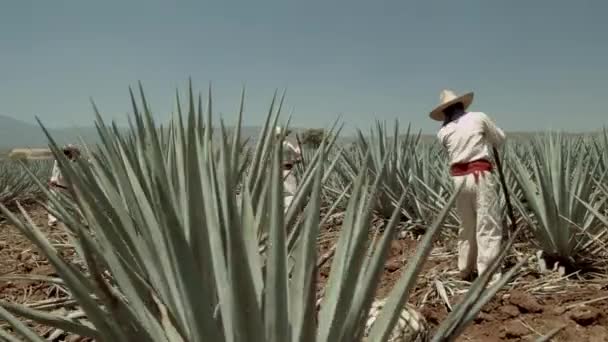 Jimador Cutting Agave Pineapple City Tequila Jalisco Mexico — Stockvideo