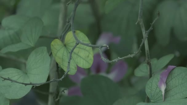 在泰国种植的葡萄树的全家福 — 图库视频影像