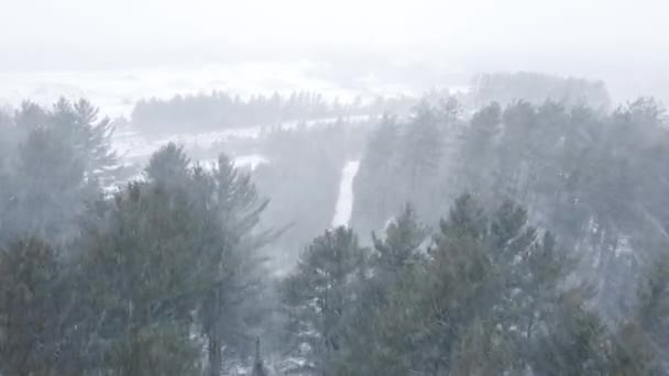 Величезний Зимовий Пейзаж Зимового Шторму Над Сосновим Лісом Сільській Місцевості — стокове відео