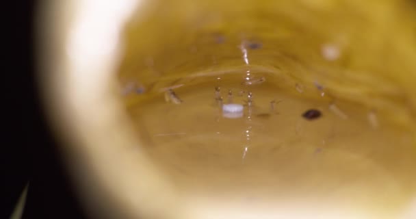 Amazonská Larva Kolonie Žijící Uvnitř Bambusového Dřeva Makro Zblízka — Stock video