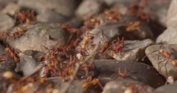 Foule Fourmis Armée Portant Petites Larves Blanches Sur Sol Rocheux — Video