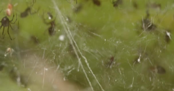 Community Spiders Crawling Feeding Brown Cricket Stuck Web Close — Vídeo de Stock